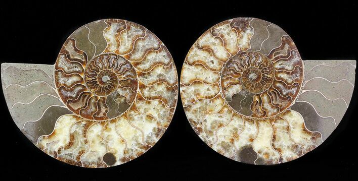 Cut & Polished Ammonite Fossil - Agatized #43639